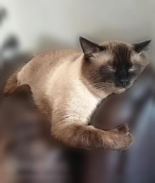 Lost cat, East 250 North, 252, Ivins - sweet cocoa Siamese-like male - photo