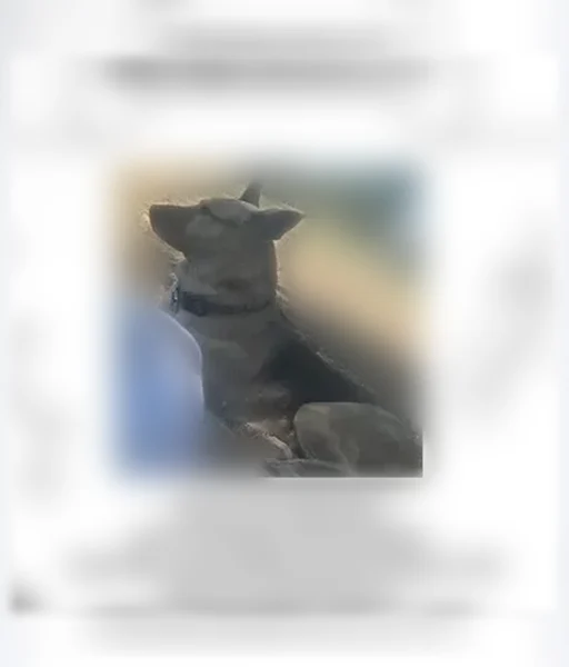 Lost dog, West Rancho Dominguez, California, Oceanside - photo