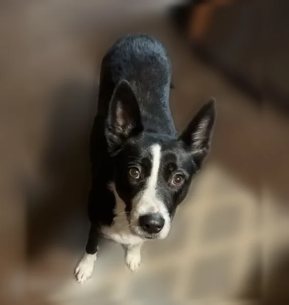 Lost dog, female, Covenant Court, 107, Pelzer, Fountain Inn - all black with a white chest - photo