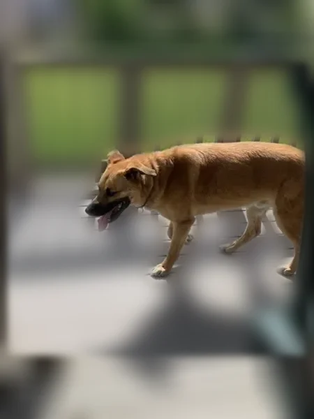 Found dog, Happy Valley Road, Idaho, Kuna - male, caramel colored, with a choke collar - photo