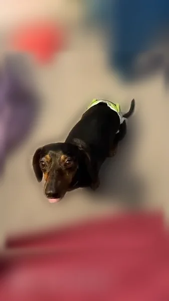 Lost dog, female, Bramblewood Drive, 14934, Houston — black/brown dachshund - photo