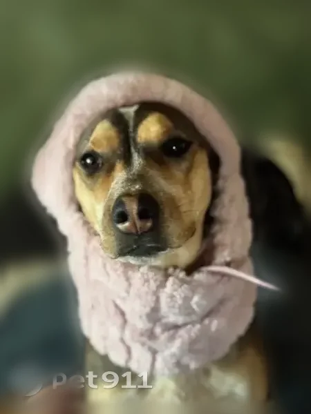 Lost dog, Robbins Lane, 25, Whitehall, Arlington - female, skittish, pink cheetah print collar with tags - photo
