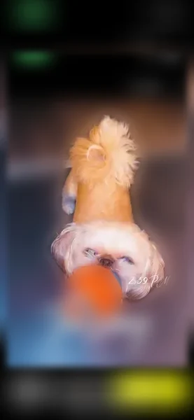 Lost dog, West Flournoy Street, 3029, Chicago - photo