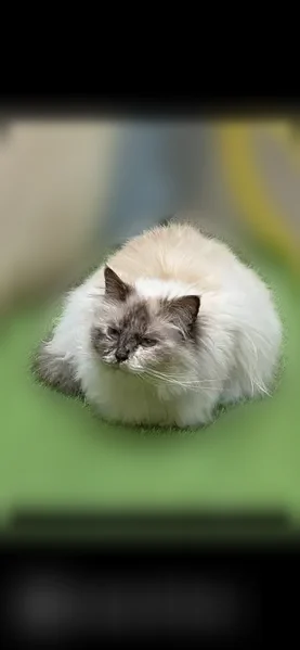 Chat perdu, femelle, Rue de la Résistance, 11, Saffré - calme et sociable - photo
