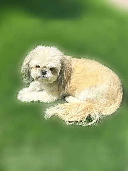 Lost dog, Dalecrest Drive, 3800, Las Vegas - female Shitzu - photo