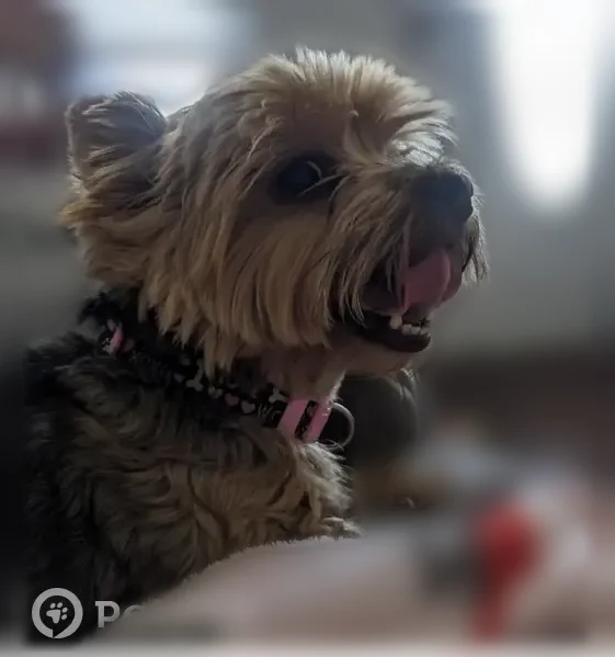 Lost dog, Taft Boulevard, 113, San Antonio, Houston - female, brown, chipped - photo