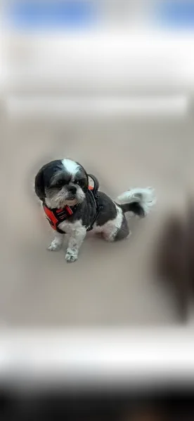 Lost dog, West Saint Francis Avenue, 521, Alton - calm, scared of fireworks - photo