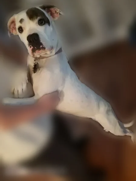 Lost dog, Baldridge Canyon Drive, Oceanside - female American Bulldog with a brown patch on her left eye - photo