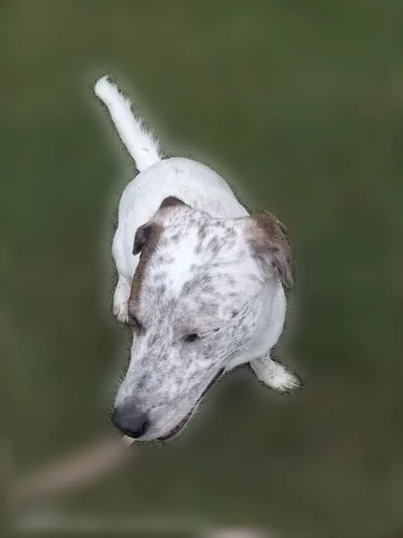 Lost dog, Tennis Drive, 1320, Bedford — female, white with black specks and a brown angel wing on the right side - photo