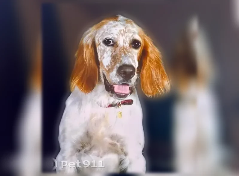 Chien perdu femelle, Angelard, 4541, Compreignac - très sociable - photo