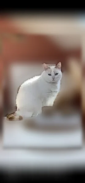 Chat perdu mâle, Rue Jean Louis Débar, 1, Reims, Paris - blanc, yeux bleus - photo