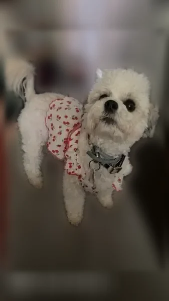 Lost dog, Arlington Drive, 10, Covington - female maltipoo - photo