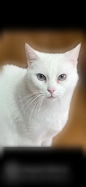 Chat perdu femelle, Halluin - timide, mince - photo
