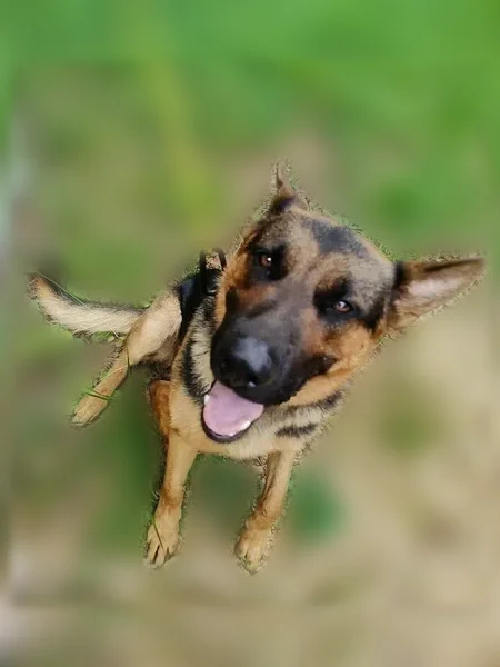 Found dog, Rail Splitter Road, Birmingham - well-groomed German shepherd with cable hanging from collar - photo