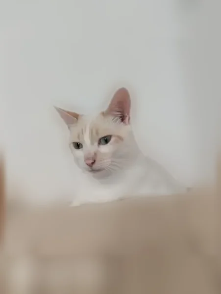 Chat perdu mâle, Rue Jean Vilar, Dreux, Paris - blanc avec taches rousses sur le front - photo