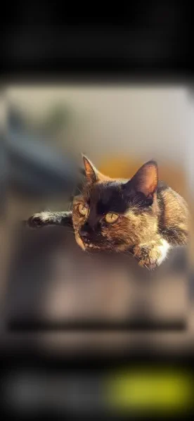 Chat perdu, femelle, Rue Voltaire, Amiens - écaille de tortue, petite et mince - photo