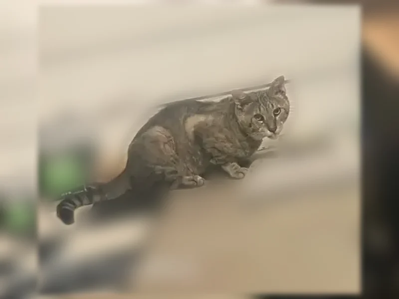 Found cat, South Garden Ridge Boulevard, 415, Lewisville - male, grey tabby, older - photo