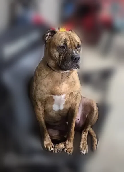 Lost dog, Bixby Place, 10292, Blooming Prairie, Kenyon - female Pit Bull - photo