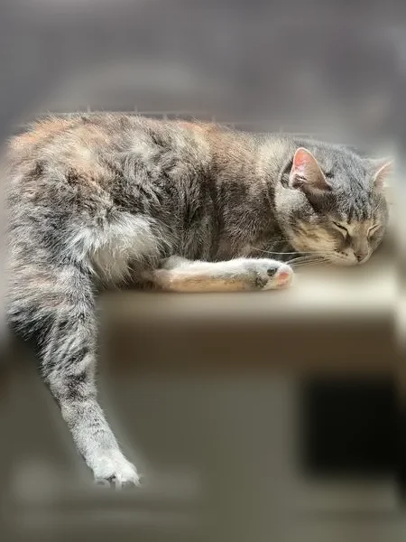 Lost cat, female, Amherst Place West, 1812, Seattle - gray-brown tabby, spayed - photo