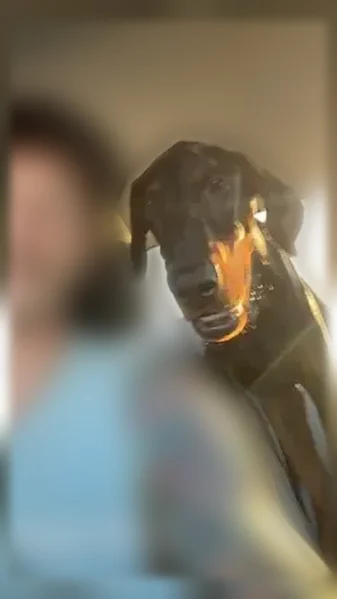 Lost dog, East Bates Street, 116, La Plata - male - photo