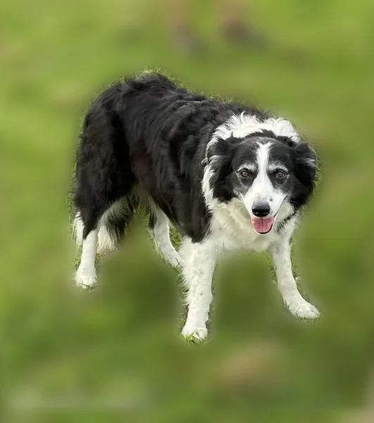 Lost dog, Twin Oak Drive, Murfreesboro - black & white Border Collie - photo