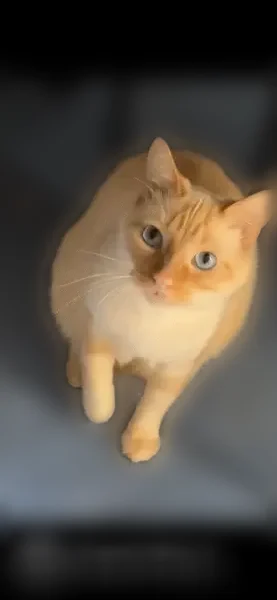 Chat perdu mâle, La Récussonnière, La Bazouge-du-Désert, Landéan - roux, craintif - photo