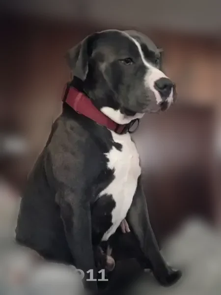 Missing dog Male, Anderson (usl541802) - photo