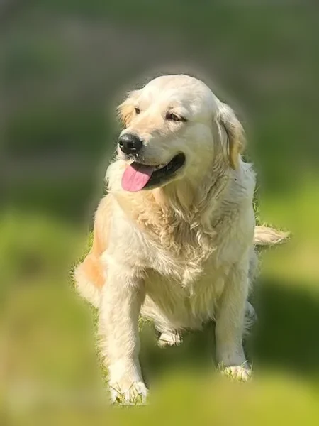 Chien perdu, Route de la Croix du Pezat, 8, Tulle - femelle, couleur sable - photo