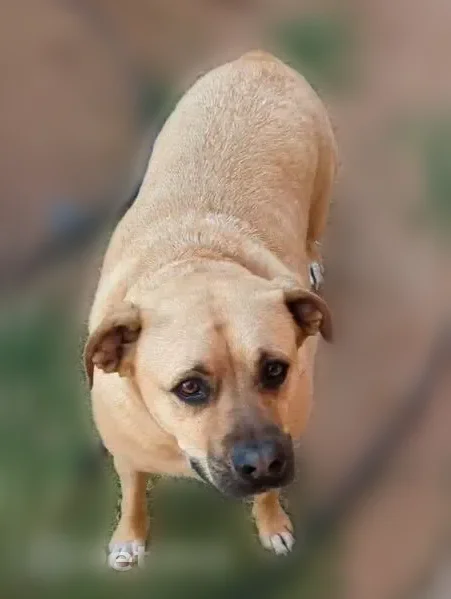Lost dog, Ridgedale Avenue, 4361, Odessa - male, born without a tail - photo