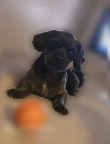 Lost dog, El Paso, Texas, Burbank - small black dog without a collar - photo
