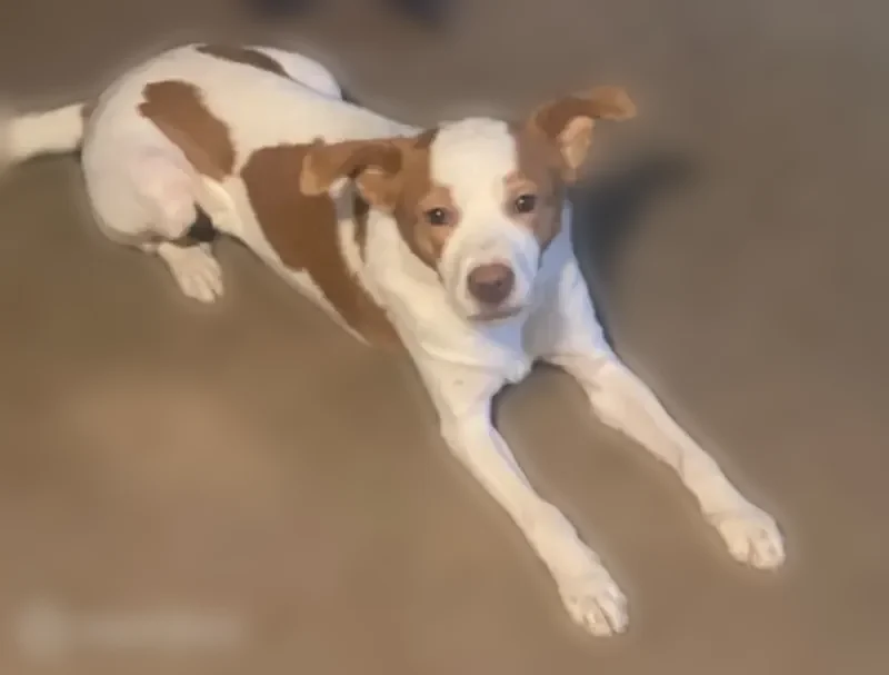 Lost dog, Comstock Street, 709, Norfolk - female, no collar - photo