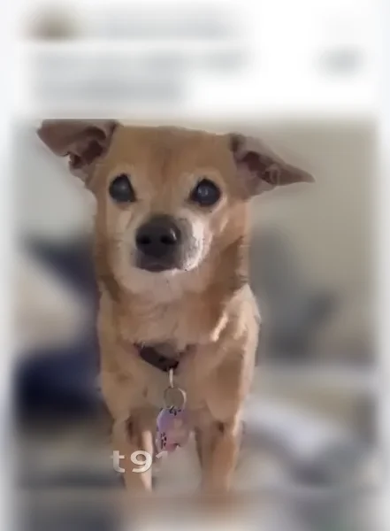 Lost dog, Coronet Way, 3079, Charlotte - male, very friendly - photo