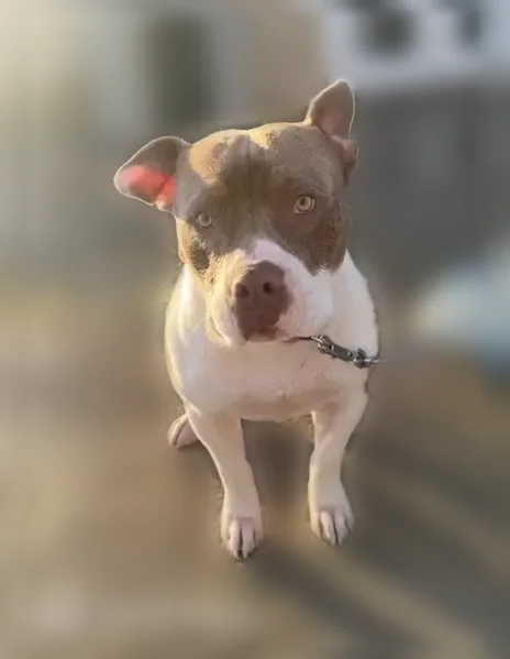 Lost dog, Tesuque Drive, 6228, El Paso - male, short brown and white pitbull - photo