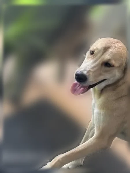 Lost dog, Klondike Drive, 2515, Dallas - photo