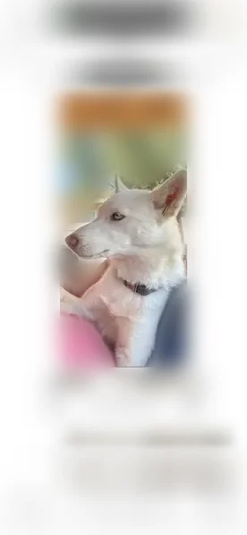 Lost dog, McVay Lane, 15823, Adelanto - female with blue eyes and a blue collar - photo