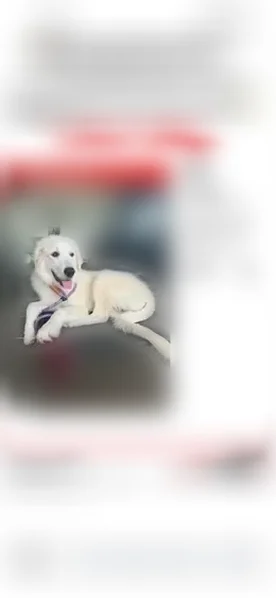 Lost dog, Stoney Creek Drive, 1350, Cedar Hill - female - photo