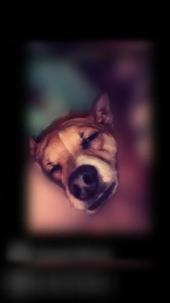 Lost dog, Smiths Station, Alabama - male, small tan and white dog with a black collar - photo