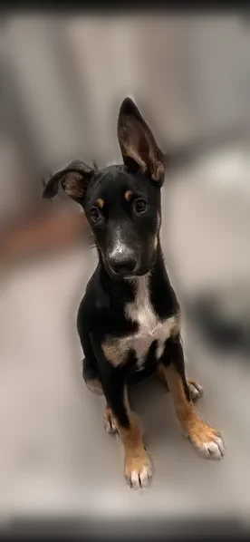 Lost dog, Ethel Avenue, 6553, Los Angeles - female black German Shepherd mix puppy with a droopy ear - photo
