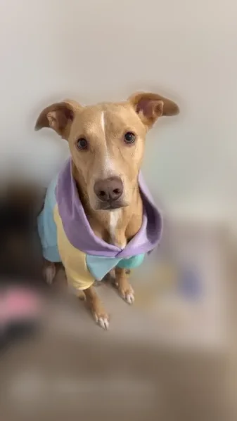 Lost dog, North Boston Place, 1608, Wichita - female, tan and white, red shock collar - photo