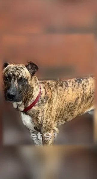 Lost dog, Kerr Station Road, 1790, Cabot - male, red collar - photo