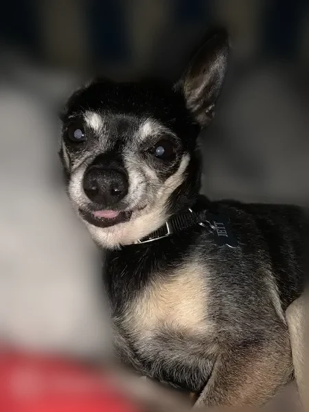 Lost dog, Stanton Avenue, 857, Pittsburgh - male, black and tan Chihuahua - photo