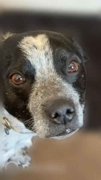 Lost dog, Road 24, 308, Polk, Murfreesboro - male, black and white - photo