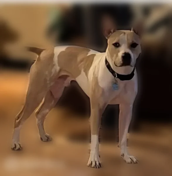 Lost dog, Heekin Road, 819, Heekin, Williamstown - male with a lazy eye - photo