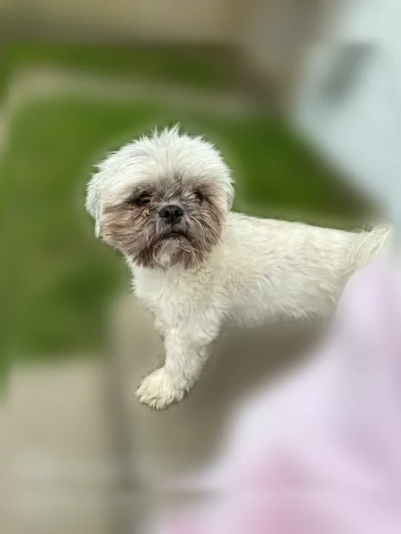Lost dog, male, Benson Avenue, 3246, Brandon, Waterloo — white coat with black on face and ears - photo