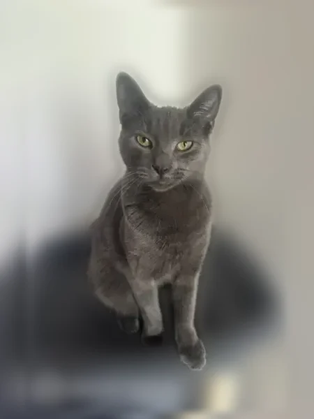 Lost cat, Canyon Drive, 106, East Stroudsburg - male, all gray, yellow eyes - photo