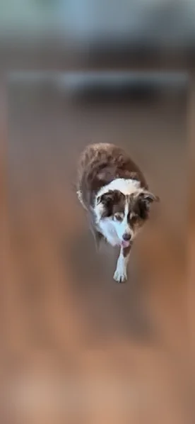 Lost dog, US Highway 75, Van Alstyne - brown and white - photo