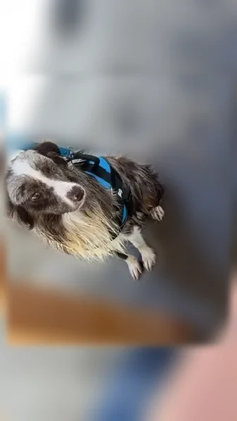 Lost dog, Glen Rose, Texas, Glen Rose - male, red Merle toy Aussie, shy - photo