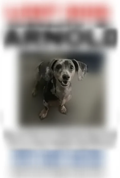 Lost dog, Jack Wright Island Road, 6365, St. Augustine — male, blue dapple dachshund - photo