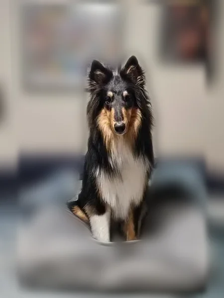 Lost dog, Seasons Circle, 25, Fletcher - male tri color collie - photo