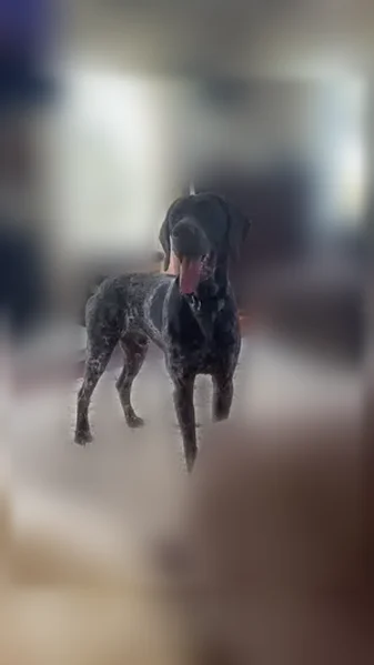Lost dog, Cowan Road, 733, Locke, Bellerose — male - photo